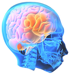 Thujone Receptors In Brain